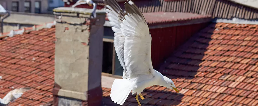 Residential Chimney Animal Removal Solution in Willoughby, OH