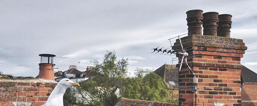 Chimney Cleaning And Restoration in Willoughby, Ohio